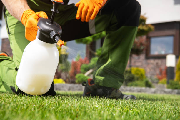 Best Wasp Removal Services  in Somerset, OH